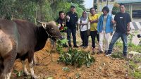 Pengurus IJTI Kepri Melihat Sapi Yang Akan Di Kurbankan